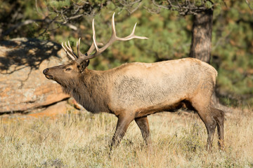 North American elk