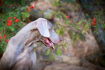 Obraz premium weimaraner dog