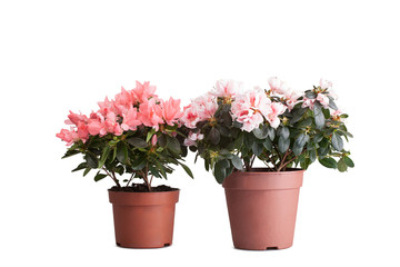 Fototapeta na wymiar Two blossoming pink azaleas of a different grade