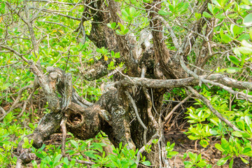 big tree