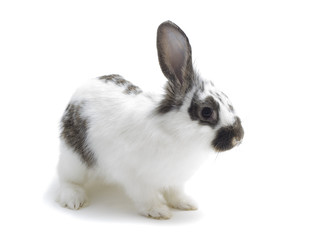 Obraz premium rabbit on a white background isolated