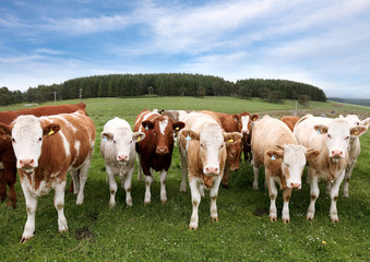Fototapeta na wymiar Herd of cattle in English countryside