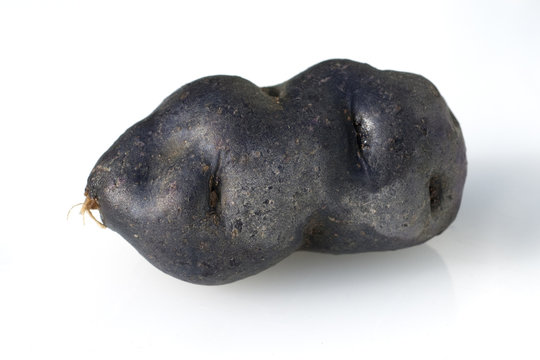 Blauviolette, blaue, Kartoffeln, Vitelotte,
