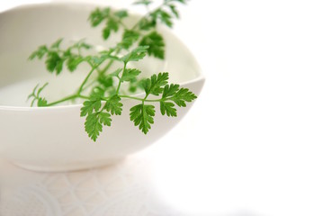 chervil leaves in white background