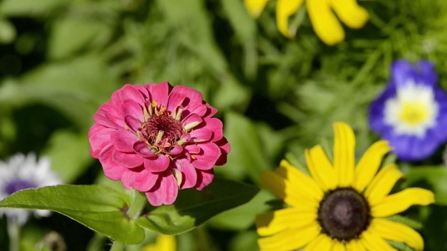 Zinnie auf Blumenwiese
