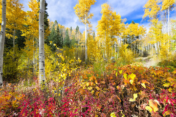 Aspen Forest in New Mexico