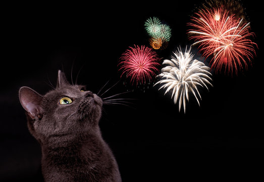 Katze mit Feuerwerk
