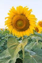 A beautiful sunflower field