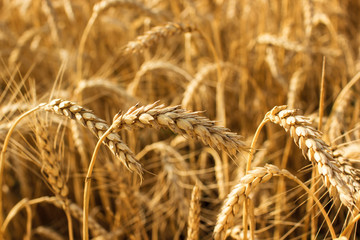 Wheat