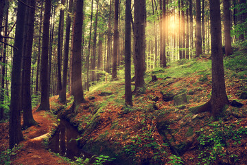 Beautiful dreamy forest