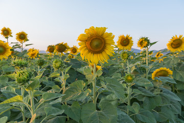 A beautiful sunflower field