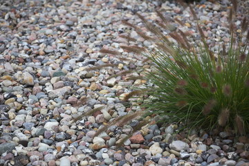 Hassock growing in a stone garden