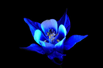 aquilegia