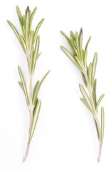 rosemary isolated