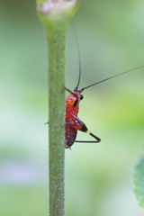 insect