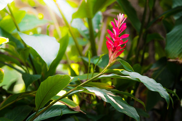 tropical red ginger flower
