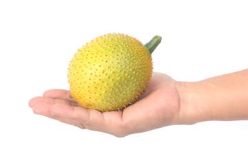 Hand holding Gac fruit, Baby Jackfruit,isolate