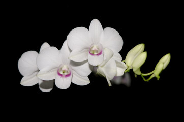 Naklejka na ściany i meble Beautiful White orchid