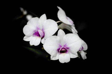Fototapeta na wymiar Beautiful White orchid