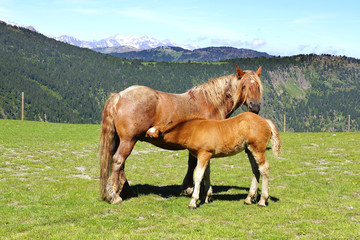 Fototapeta na wymiar Picturesque nature landscape with horse and foal.
