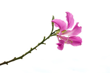 Purple Bauhinia isolate,on white background