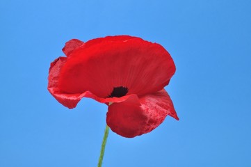 Obraz premium Wspólne maki na niebieskim tle