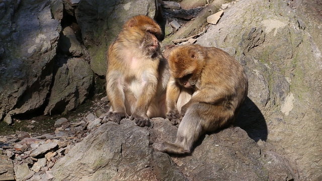 Barbary macaque looking for parasites in coat.