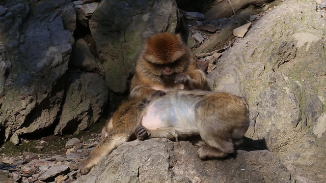 Barbary macaque looking for parasites in other macaques coat.