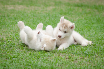 Naklejka na ściany i meble Two siberian husky puppy on green grass