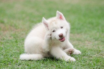 Cute siberian husky puppy scratching