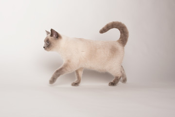 Beige cat on white background