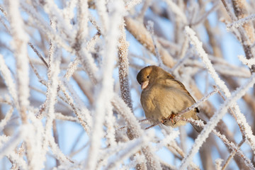 Sparrow sitting in frost bush