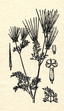 Shepherd's-needle (Scandix pecten-veneris)