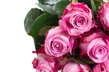 pink  flowers close up