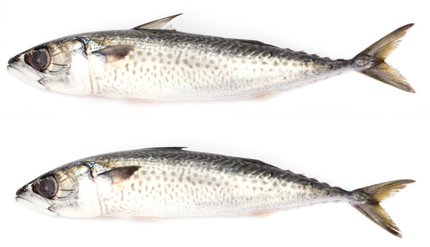 mackerel isolated