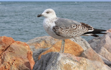 Bel oiseau