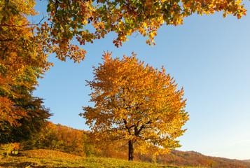 Yellow Beautiful Tree