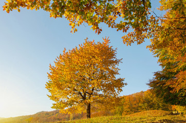 Yellow Beautiful Tree