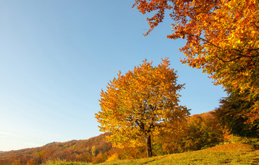 Fototapeta premium Yellow Beautiful Tree