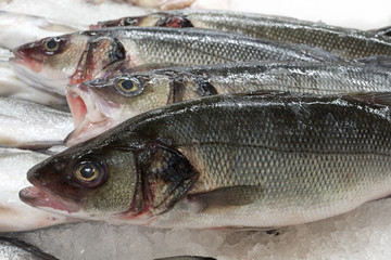 Few sea daces on ice