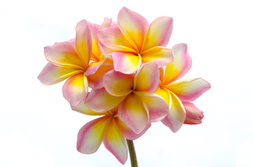 Close up  of plumeria