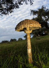 Macrolepiota procera