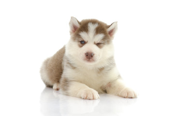 Cute siberian husky laying and looking isolated