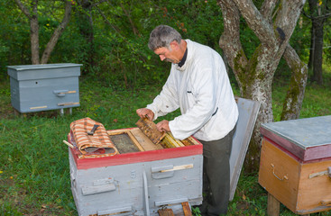 Ukrainian beekeeper inspecting the beehive
