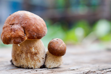 Mushrooms cepes on blurred background