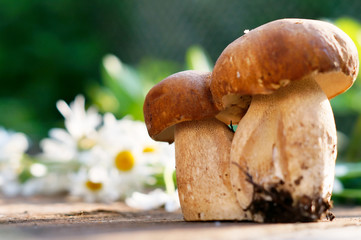 Two porcini mushrooms on background of nature