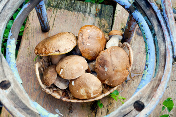 Mushrooms boletus in the basket
