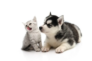 Cute Kitten and puppy on white background