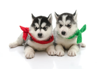 Two cute puppy siberian huky on white background