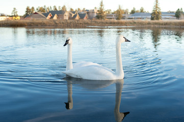 Fototapeta premium couple of swans in the lake 